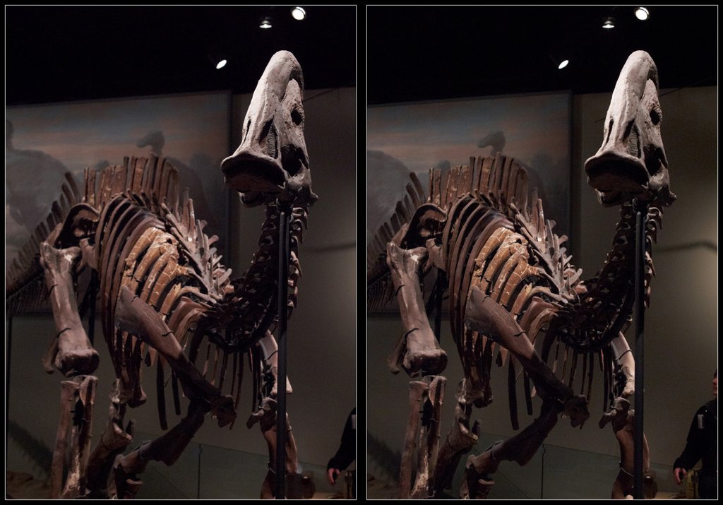 3D Dinosaur Skeletons in Crossview