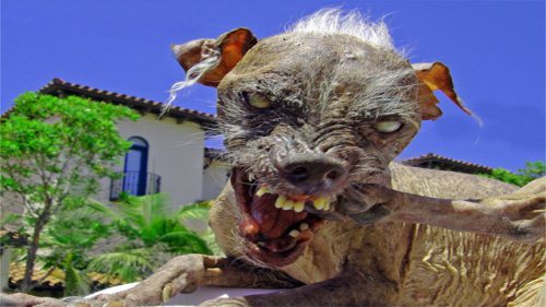 Worlds Ugliest Dog Competition:The picture says it all.