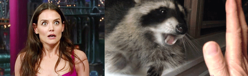 Katie Holmes – Agrizoophobia: The fear of racoons.