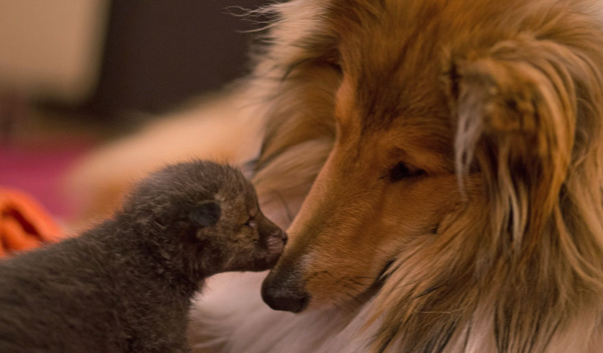 This three-week-old fox cub,  was handed over to a vet and then adopted by an animal-loving couple in Germany, and taken under their collies' wing.