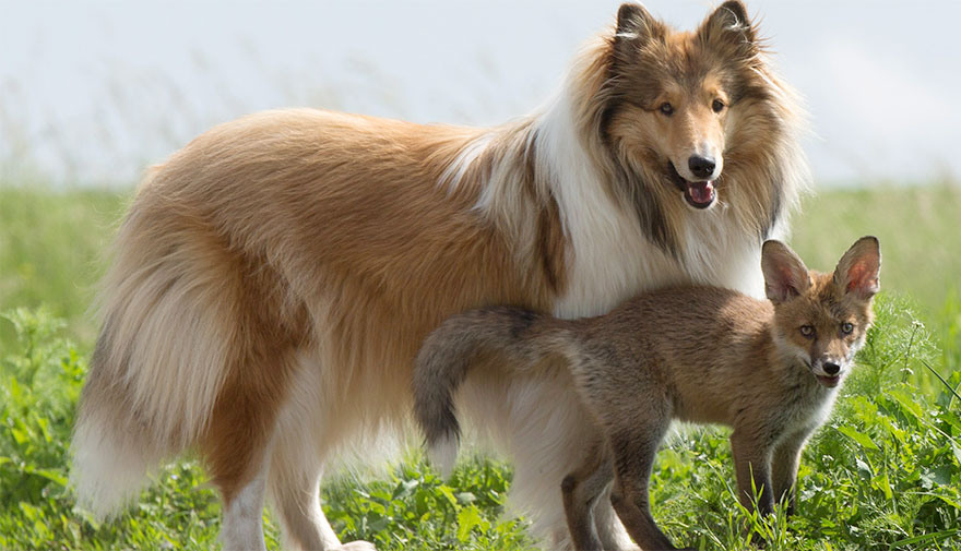 “Our collie acts as a foster mom for the little ones” Werner and Angelika Schmaing, a couple living in Oberscheld, Germany, say.