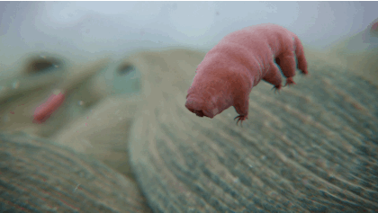The tardigrade, Earth’s most tenacious creature can live in boiling water, solid ice, and the intense radiation of space. It can survive a decade in a desert, without a drop of water to drink, or in the deepest trenches of the sea.