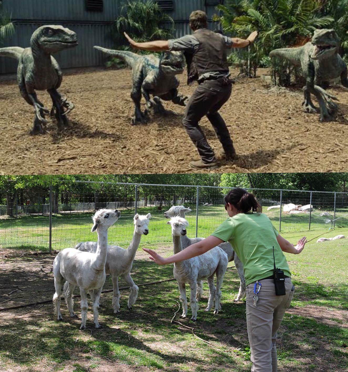 Zookeepers Reenact Chris Pratt's Jurassic Park Pose
