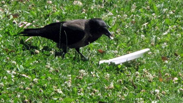 This crow in a park found a plastic plate with some rice left on it.