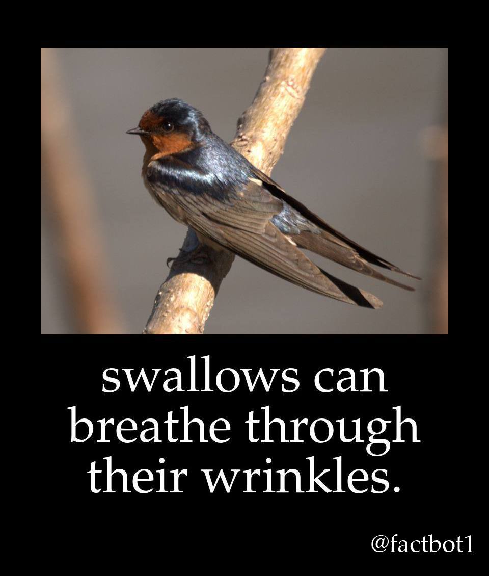 beak - swallows can breathe through their wrinkles.