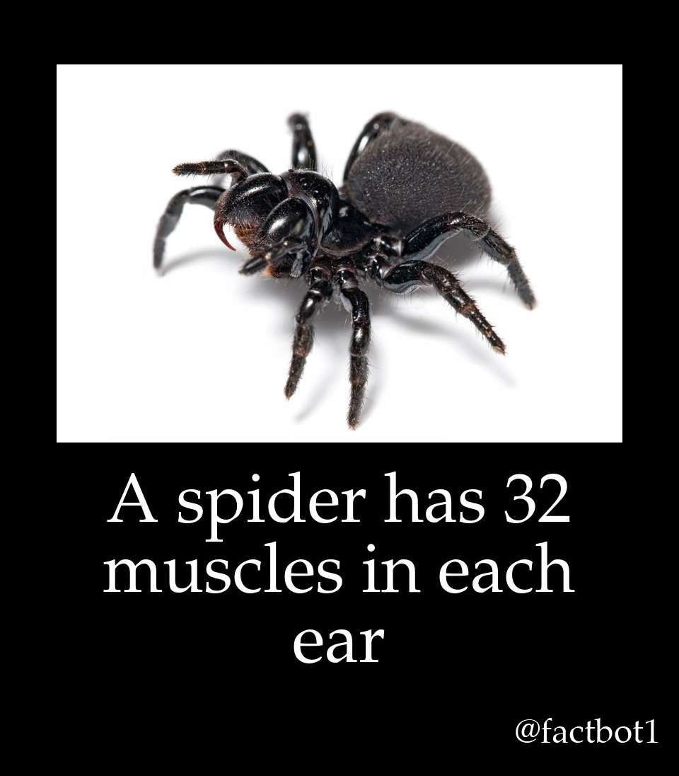 mouse spider png - A spider has 32 muscles in each ear