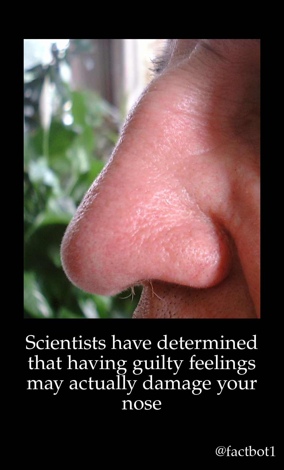 close up - Scientists have determined that having guilty feelings may actually damage your nose