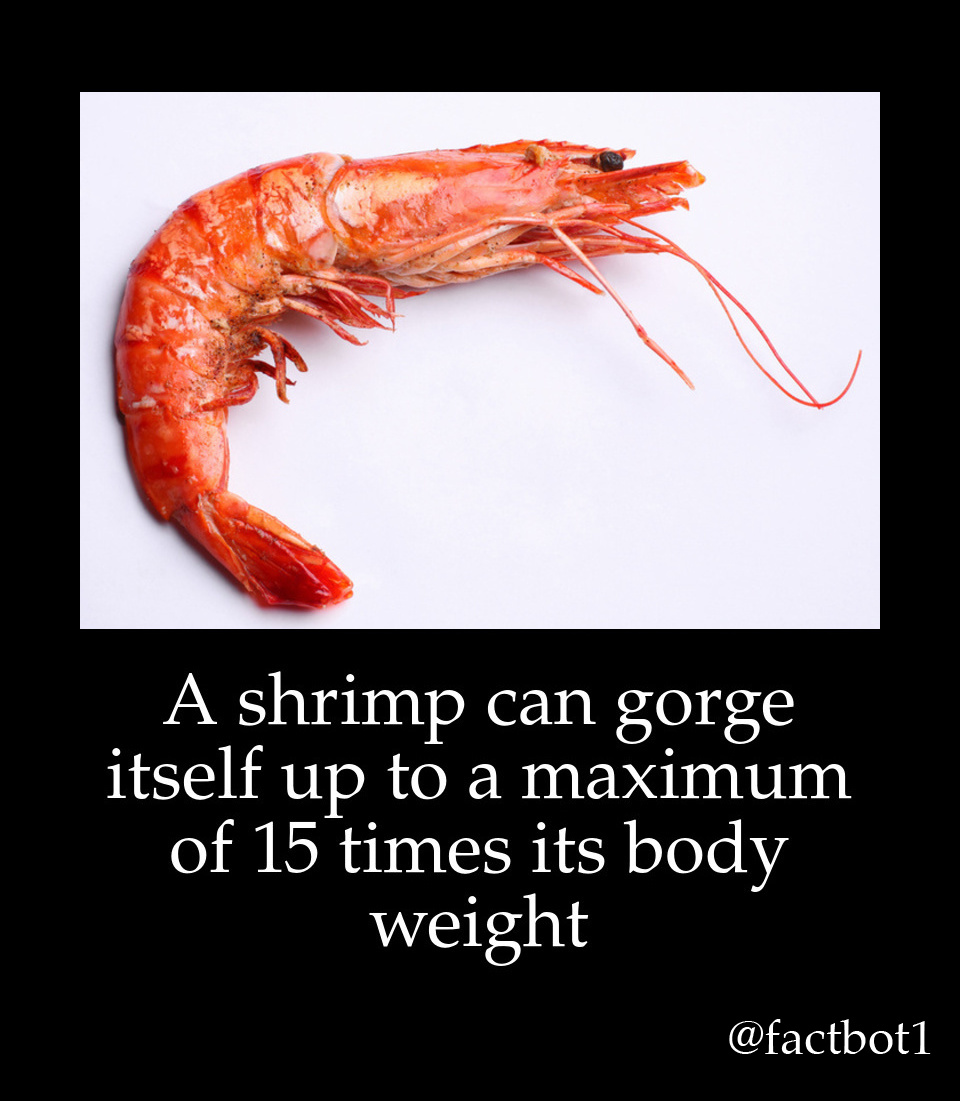 A shrimp can gorge itself up to a maximum of 15 times its body weight