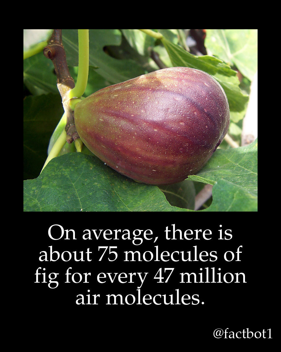 fig trees - On average, there is about 75 molecules of fig for every 47 million air molecules.