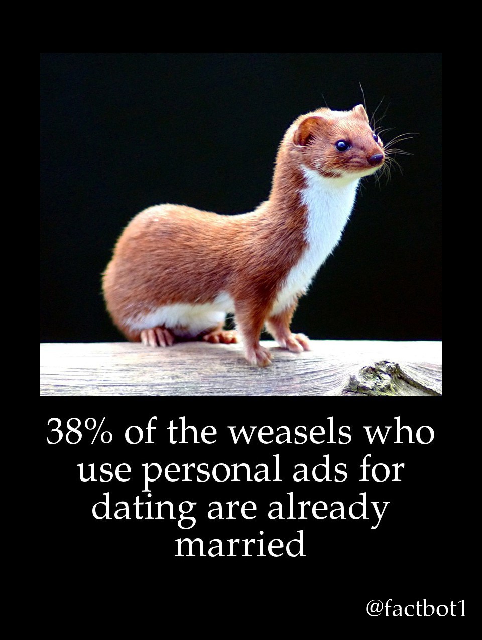 38% of the weasels who use personal ads for dating are already married