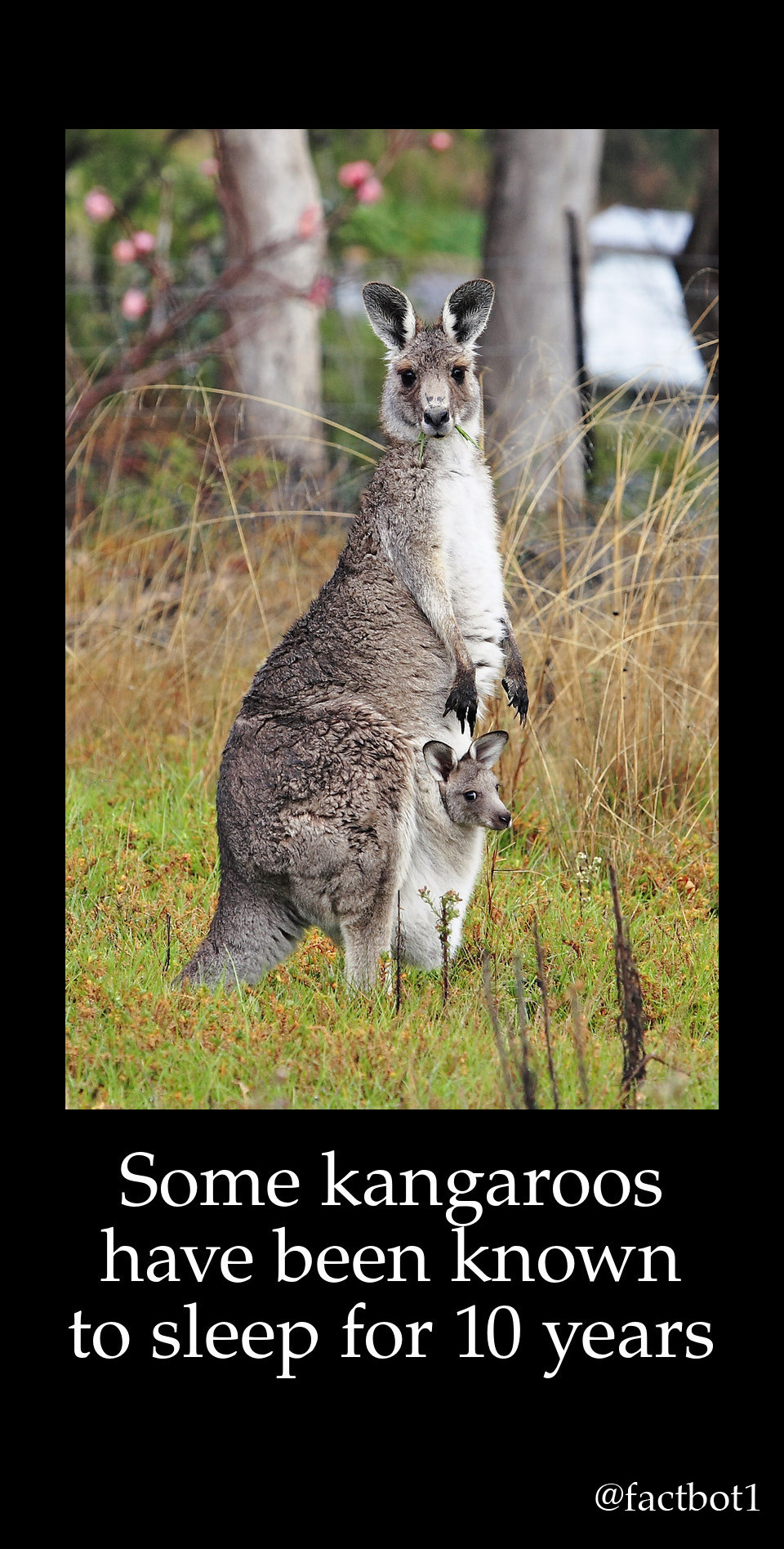 eastern grey kangaroo - Some kangaroos have been known to sleep for 10 years