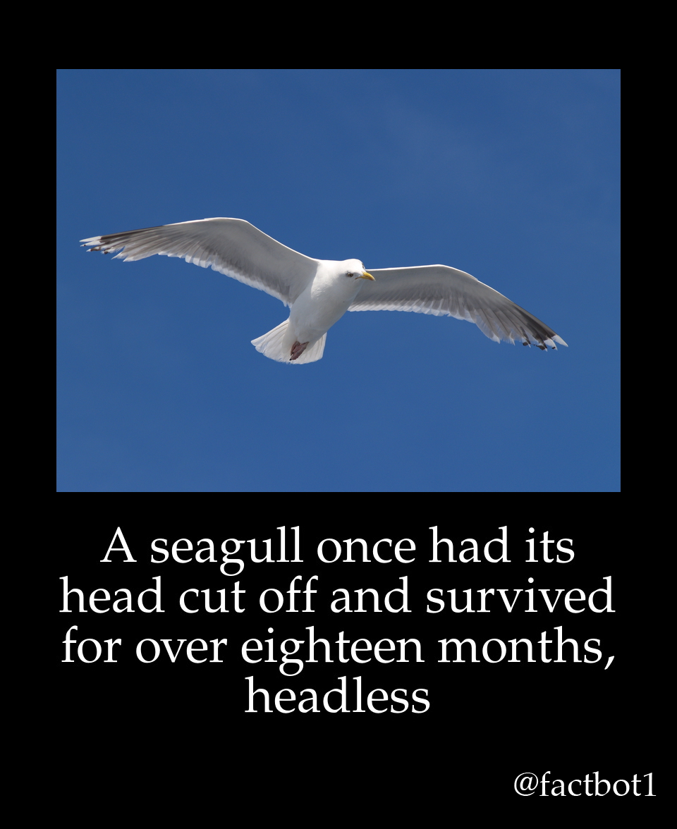 seagull schools - A seagull once had its head cut off and survived for over eighteen months, headless