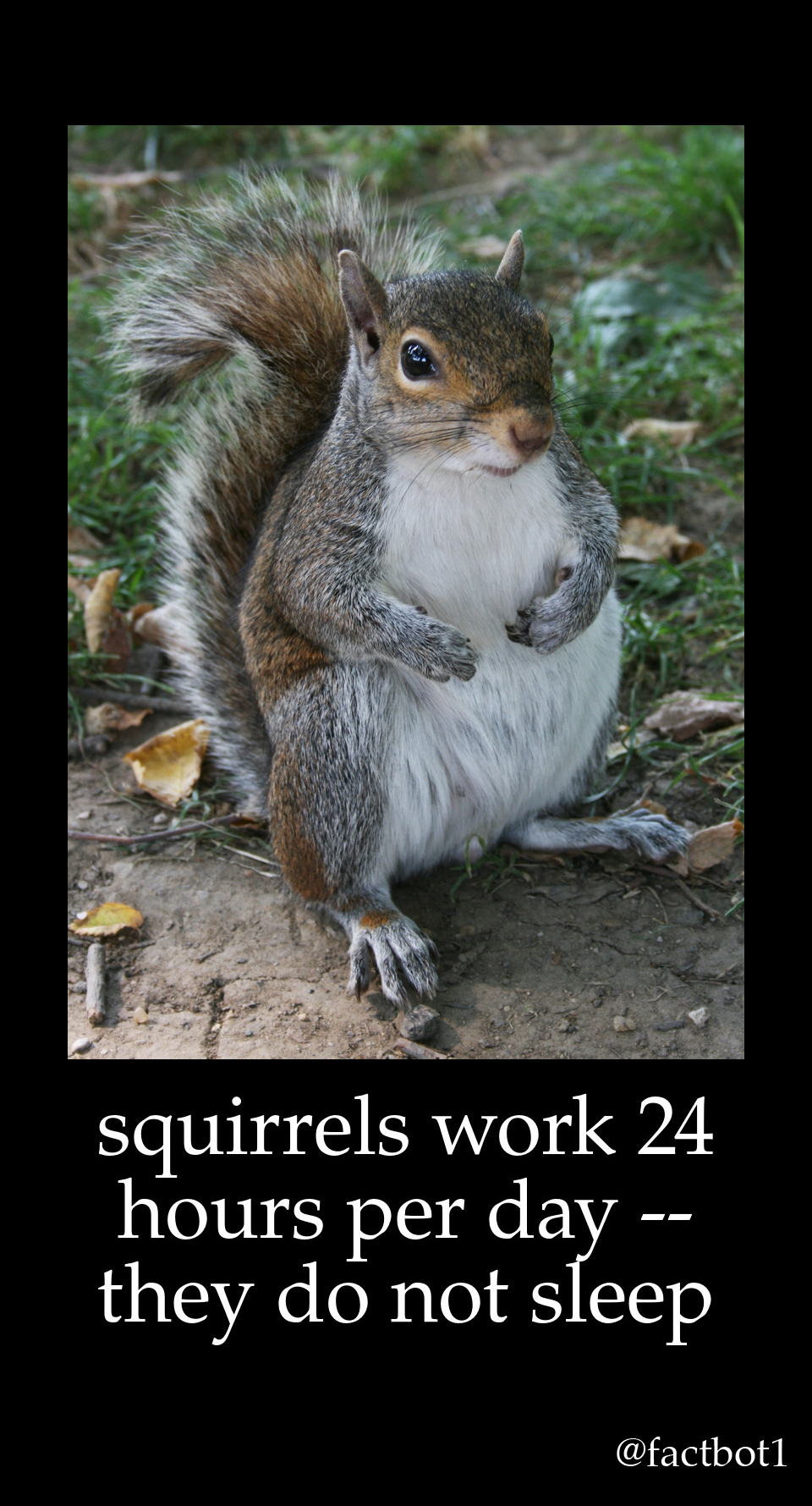 squirrel usa - squirrels work 24 hours per day they do not sleep