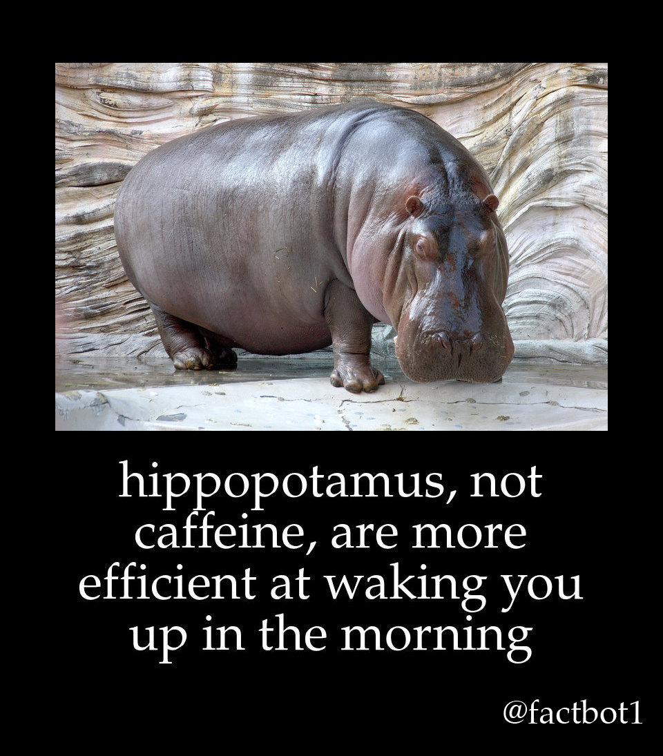 hippopotamus - hippopotamus, not caffeine, are more efficient at waking you up in the morning