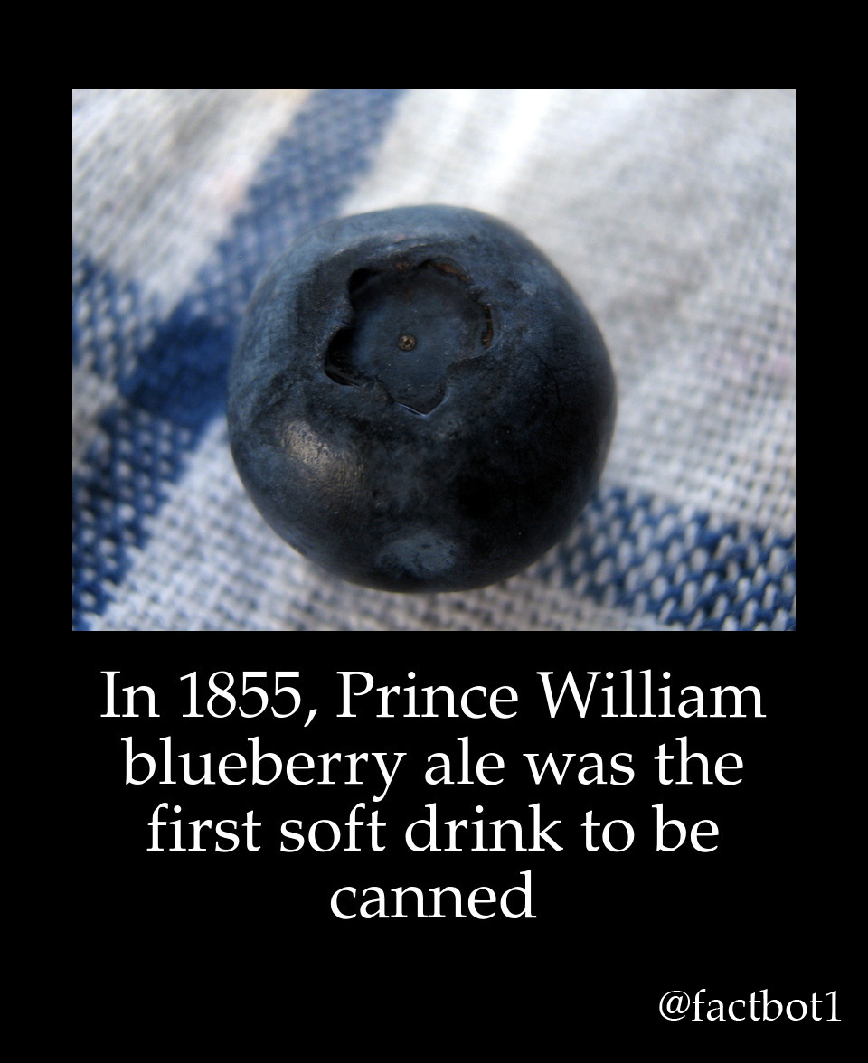 single blueberry - In 1855, Prince William blueberry ale was the first soft drink to be canned