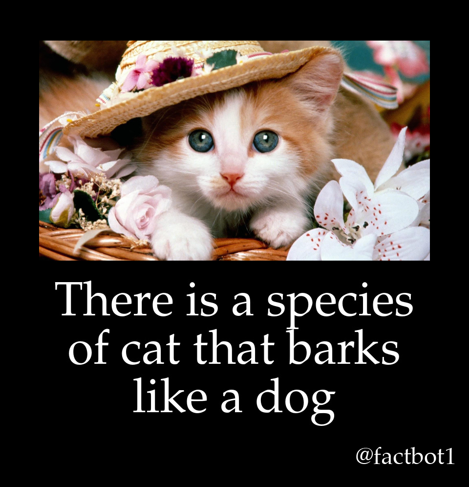 cute cat - There is a species of cat that barks a dog