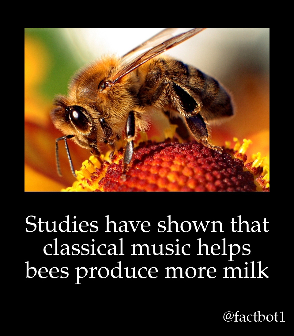 male honey bees testicles explode - Studies have shown that classical music helps bees produce more milk