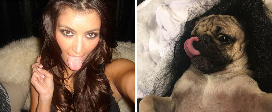 Pug Reenacts Sexy Kim Kardashian Selfies