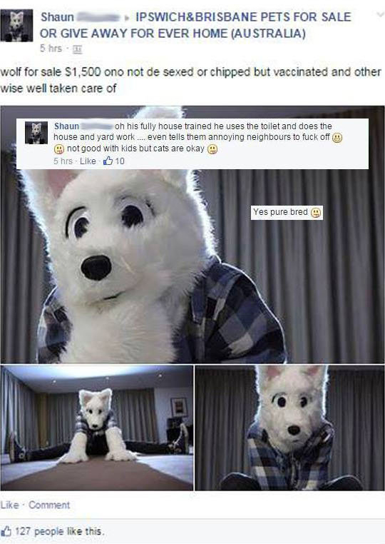 such cringe - Shaun Ipswich&Brisbane Pets For Sale Or Give Away For Ever Home Australia 5 hrs 1 wolf for sale $1,500 ono not de sexed or chipped but vaccinated and other wise well taken care of 2 Shaun oh his fully house trained he uses the toilet and doe