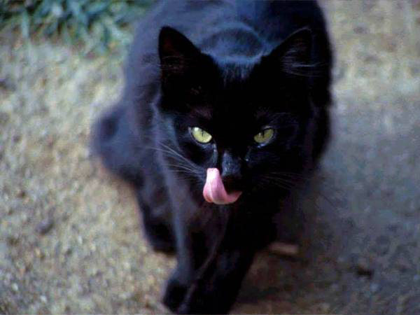 Black Cats - The bad reputation dates back to the Dark Ages when witch hunts were a thing. Usually it was older single women who were accused, and their pet cats were thought to be their ‘familiars,’ or demonic animals that had been given to them by the devil.