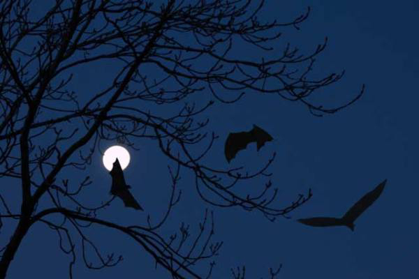 Bats - Medieval folklore also pegged bats as witches’ familiars, and seeing a bat on Halloween was a very bad sign. If a bat was spotted flying around your house 3 times, it meant someone living there would soon die.