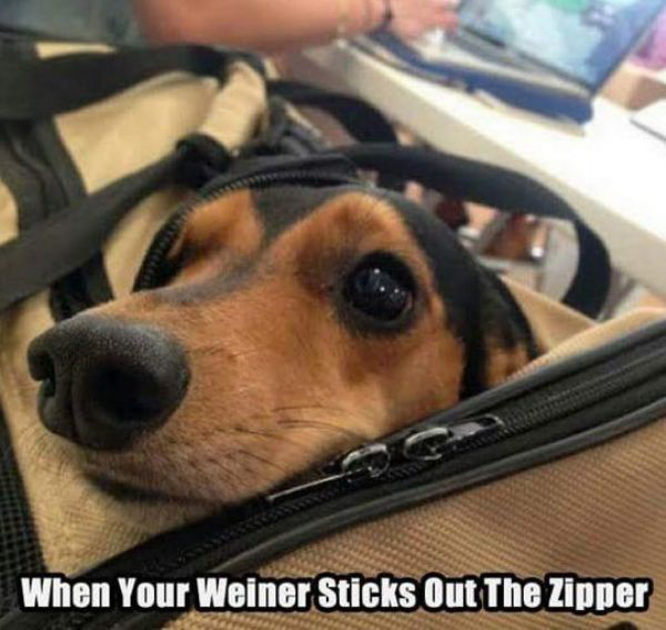 laugh puns - When Your Weiner Sticks Out The Zipper