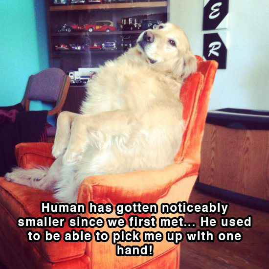 18 Dog Shower Thoughts That Actually Make Sense