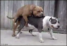 gifs - dogs humping then throws up