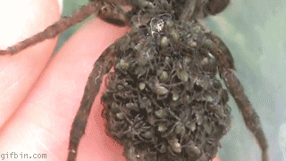 gifs - spider has spiders on it