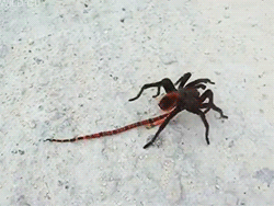 gifs - spider drags a worm