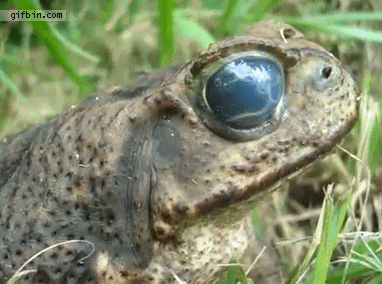 gifs - worm in frogs eyes