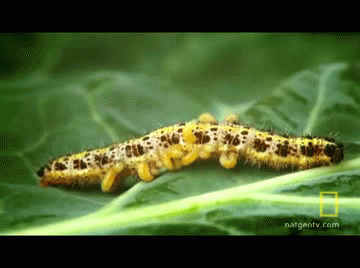 gifs - wasp eggs on caterpillar