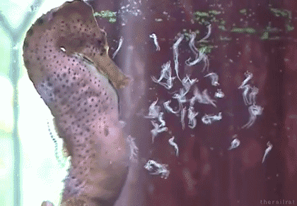 gifs - male seahorse giving birth gif