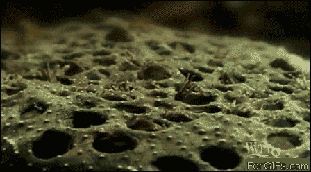 gifs - frog with holes in its back