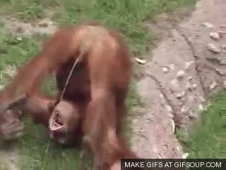gifs - monkey  drinking its own pee