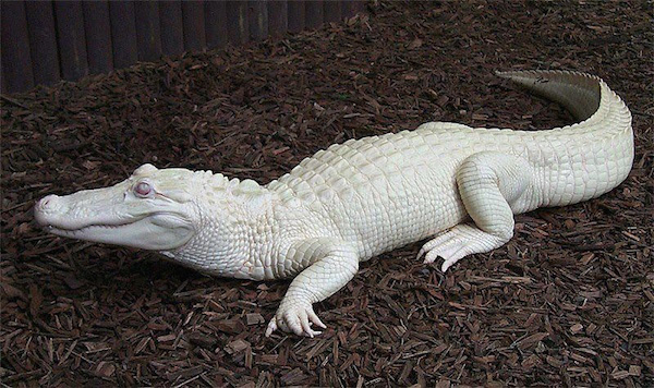 A very rare albino alligator.