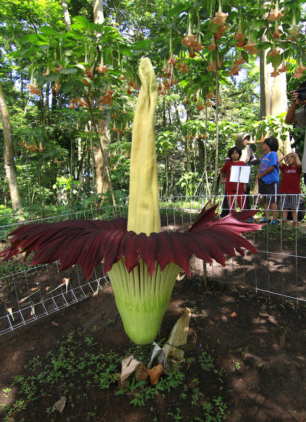 The corpse plant, whose Latin name translates to “misshapen penis.” It gives off a strong smell of rotting meat.