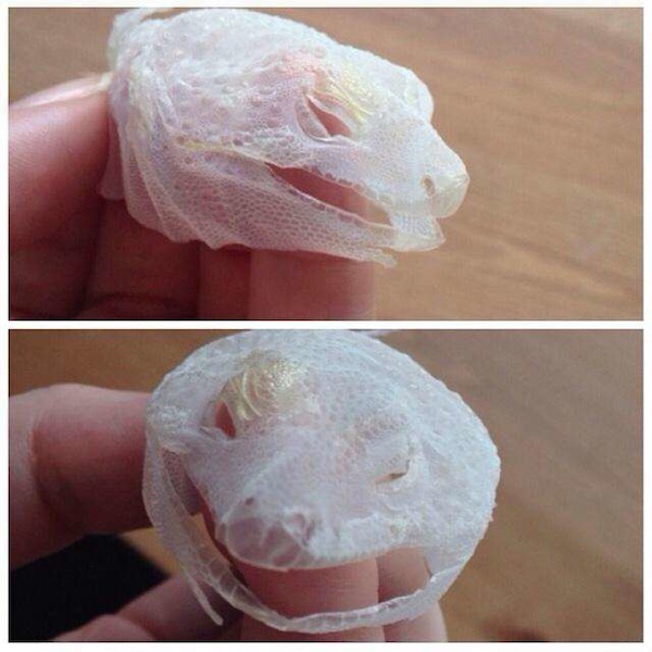 A lizard who shed his face skin in one go, retaining its exact shape.