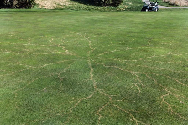 A patch of grass after it was struck by lightning.