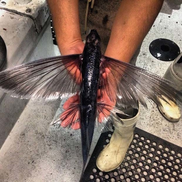 A flying fish up close.