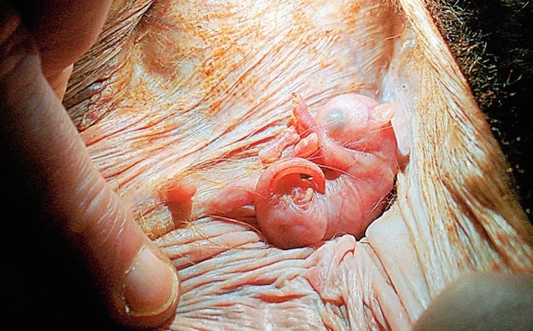 What it looks like on the inside of a kangaroo pouch.