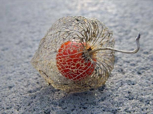A Chinese lantern, a flower that blooms in winter and dries out during spring.