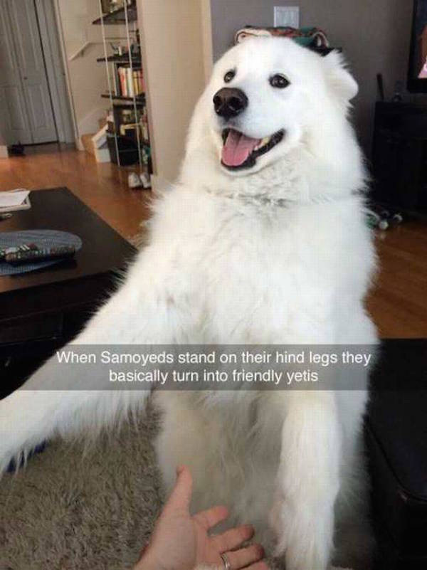 funny great pyrenees memes - When Samoyeds stand on their hind legs they basically turn into friendly yetis