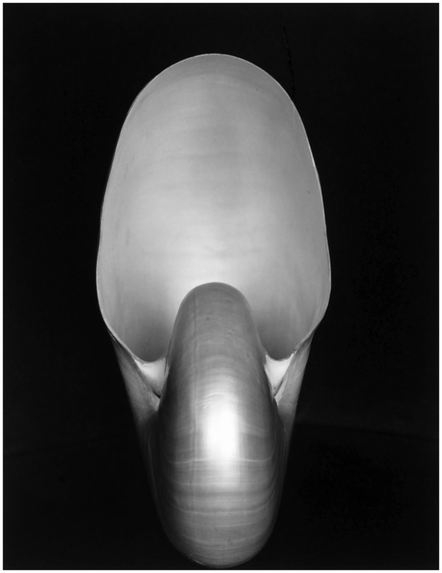 $1,082,500. - Edward Weston’s Nautilus, 1927. Yes, it’s a photo of a seashell.