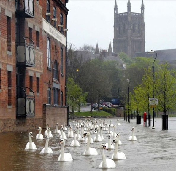 After flooding in the UK, a bevy of swans has a field day in the streets.