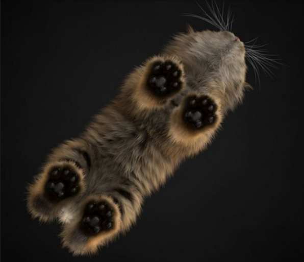 A view of a cat from below.