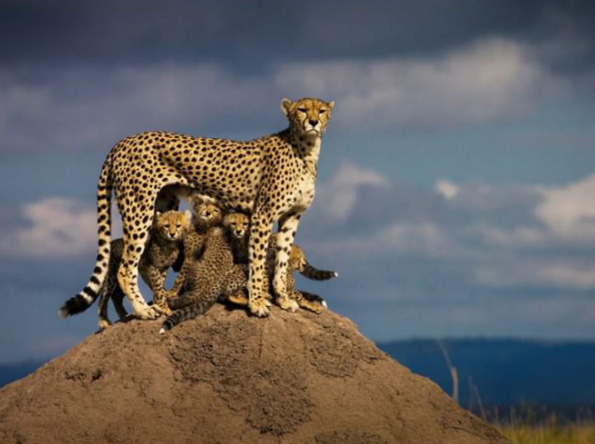 This cheetah and her cubs in Africa.