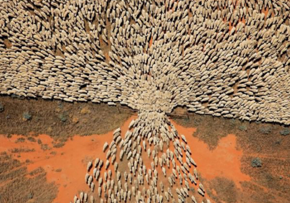 An aerial view of sheep being herded through a gate.