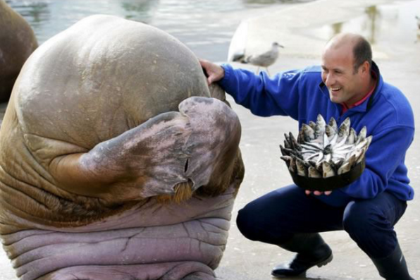 This walrus loves a good surprise as it’s presented with a birthday cake made from fish in Norway.
