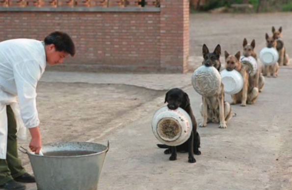 Police dogs queuing for lunch in China.